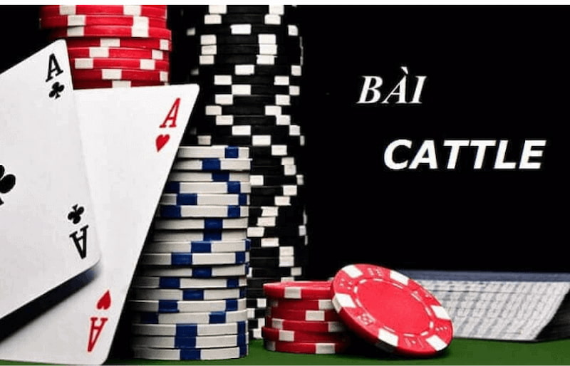 Tìm hiểu luật chơi Catte tại Sin88 cần nắm vững